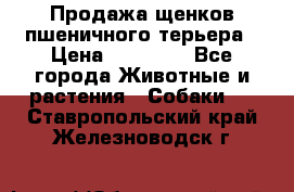 Продажа щенков пшеничного терьера › Цена ­ 30 000 - Все города Животные и растения » Собаки   . Ставропольский край,Железноводск г.